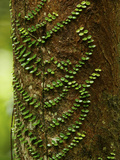 Climbing Vine on the Trunk of a Rain Forest Tree