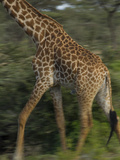A Reticulated Giraffe Runs across the Grasslands in Tanzania