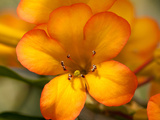 Close Up of the Flowers of a Tropical Rhododendron  Vireya Species