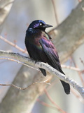 A Male Common Grackle  Quiscalus Quiscula  in a Tree