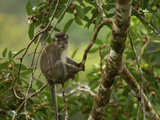 Long-Tailed Macaque  Macaca Fascicularis  in Strangler Fig Tree