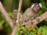Common Marmoset and Juvenile  Callithrix Jacchus  Resting in a Tree