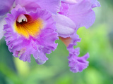 Vivid  Ornamental Pink Flower Radiates in the Noonday Sun