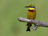 Portrait of a Little Bee-Eater Bird Perched on a Branch