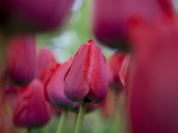 Close Up in a Field of Red Tulips