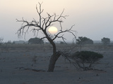 The Sun Sets Between Branches of a Tree in Sossusvlei