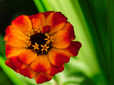 Close Up of a Small Orange Zinnia Flower  Zinnia Species