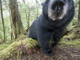 A Remote Camera Captures a Black Bear in the Great Bear Rainforest
