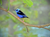 Vivid Indigo and Black Honeycreeper Struts His Stuff on a Tree Branch