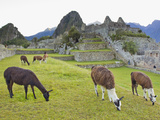 Llamas Eating on the Grounds of the Inca Ruins of Machu Picchu
