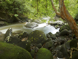 Tristaniopsis Whiteana Tree on a Stream Bank with Moss Covered Rocks