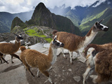 Llamas on a Road Above Machu Picchu