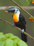 A Channel Billed Toucan  Ramphastos Vitellinus  Eating Fruit