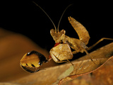 A Praying Mantis with Paddle-Like Forearms  Performing a Display