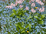 Forget-Me-Nots and Pink Azalea Flowers  in Springtime