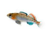An Orangethroat Darter  Etheostoma Spectabile
