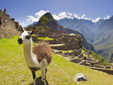 A Llama at the Pre-Columbian Inca Ruins at Machu Picchu