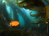 A Garibaldi Fish Swims Within the Kelp Forest Off of Catalina Island