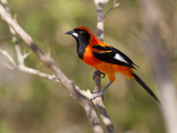 Portrait of an Orange-Backed Troupial  Icterus Croconotus