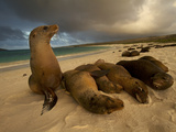 Galapagos Sea Lions  Zalophus Wollebaeki  on the Beach