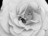 A Delicate and Splendid Rose Opens Up Her Petals