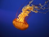 An Orange Jellyfish at the Vancouver Aquarium