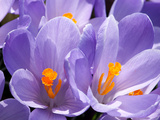 Close Up of Purple Crocus Flowers with Orange Pistil and Stamens