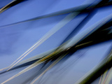 Flash Fill Palm Frond Leaves Dance in Front of the Evening Sky