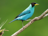 A Male Green Honeycreeper  Chlorophanes Spiza  Perched on a Branch