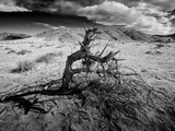 Dead Tree - A Boy Throwing Sand in the Beach  Playing
