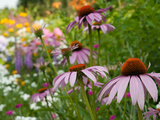 Purple Coneflower and Other Flowers in a Cape Cod Garden