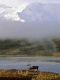 A Caribou  Rangifer Tarandus  in Denali National Park