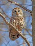 A Barred Owl  Strix Varia  Perched on a Tree Branch