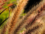 Close Up of Ornamental Grasses Backlit by the Late Afternoon Sun
