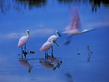 Roseate Spoonbills Line Up to Take Flight from Twilight Waters