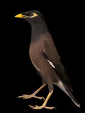 A Common Myna or Indian Myna  Acridotheres Tristis