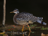 Portrait of Sunbittern  Eurypyga Helias