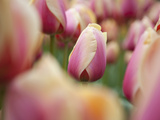 Close Up in a Field of Pink Tulips