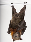 A Vulnerable Grey-Headed Flying Fox  Pteropus Poliocephalus