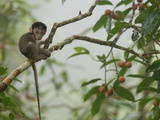 Baby Long-Tailed Macaque  Macaca Fascicularis  in a Strangler Fig