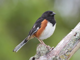 Male Eastern Towhee  Pipilio Eurythrophthalmus  on a Branch