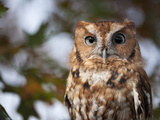 A Captive Eastern Screech Owl  Megascops Asio  at Ryerson Woods