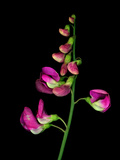 Close Up High Resolution Scan of Sweet Pea Flowers