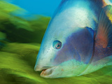 Sandager's Wrasse Attract Divers to Poor Knights Reserve
