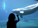 A Child Watching a Beluga Whale in the Vancouver Aquarium