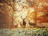 Four Red Deer  Cervus Elaphus  in the Forest in Autumn