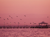 A Flock of Birds Fly around a Fishing Pier During a Pink Sunset
