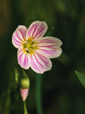 A Spring Beauty Flower Blooming in the Great Smoky Mountains