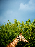A Giraffe with its Head Among the Tree Tops