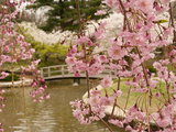 Japanese Garden with Weeping Higan Cherry Blossoms in Foreground